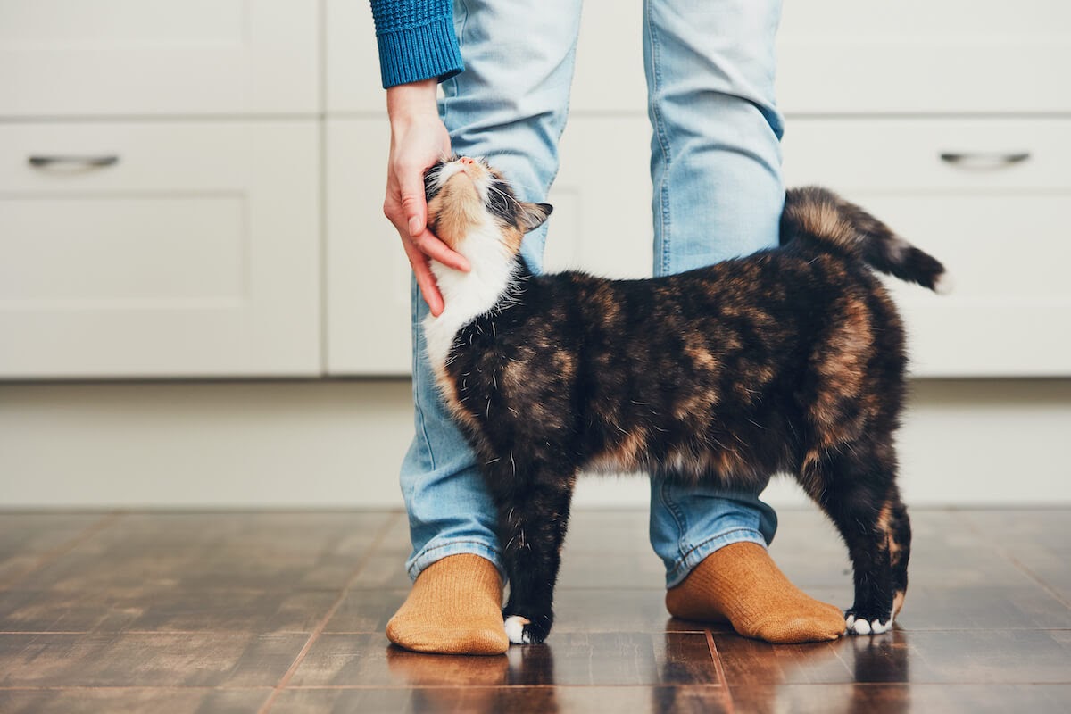 cat cuddling at legs