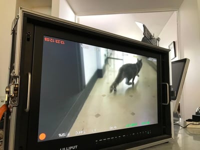Il gatto Calao protagonista del video di FELIWAY Optimum