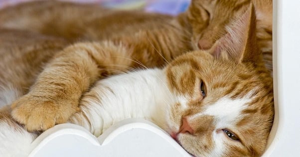 FELIWAY Friends riduce i conflitti tra gatti