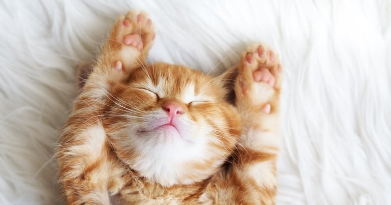 FELIWAY Blog: 12 redenen waarom roodharige katten zo speciaal zijn