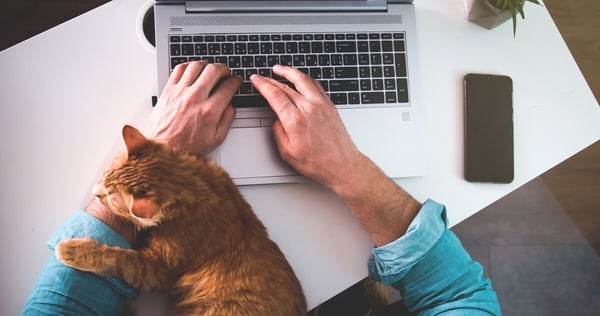 dark ginger cat on laptop keyboard