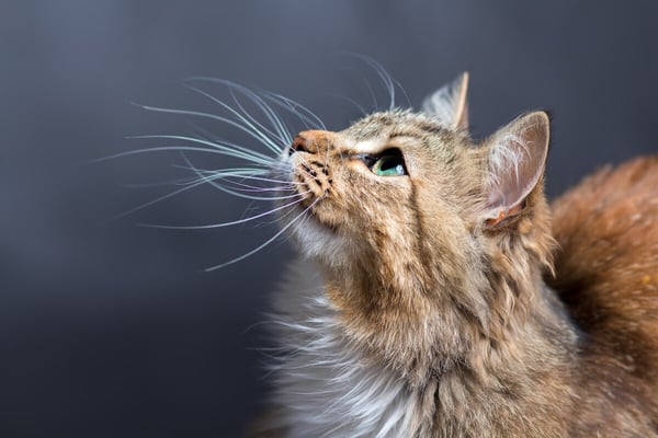 how do cats whiskers work?