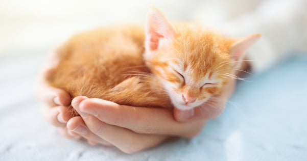 orange cat sleeping