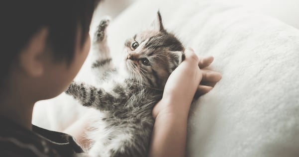kitten laying on bed with owner