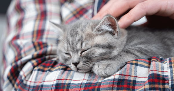 kitten sleeping on mans arm