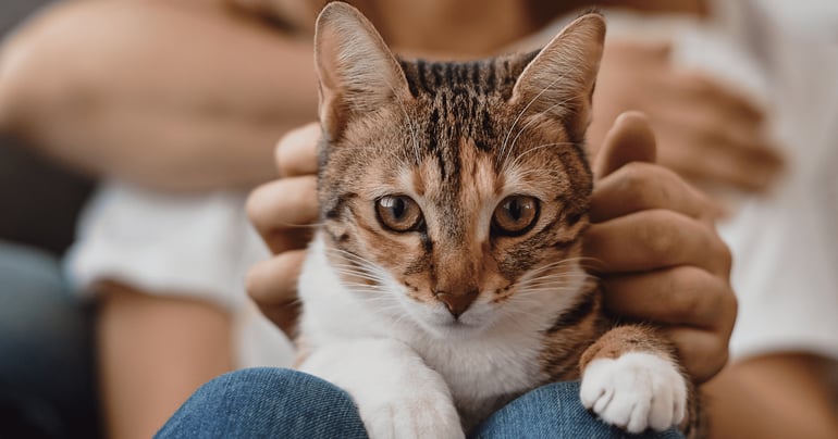 FELIWAY | July 2022 | Is Your Cat Jealous of Your New Partner? 7 Signs to Look For!-2