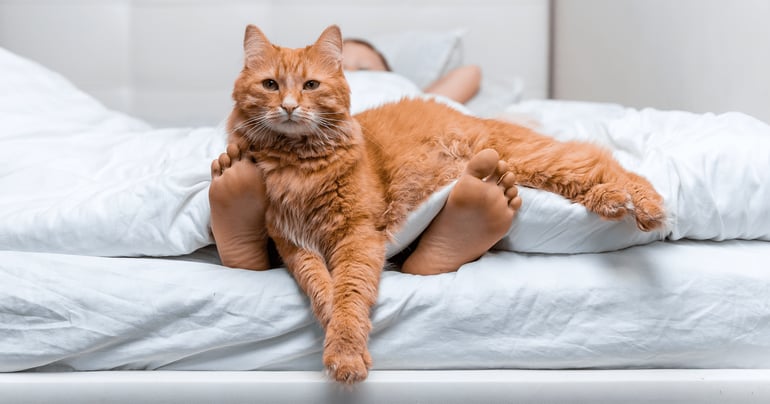 FELIWAY | July 2022 | Is Your Cat Sociable or Independent? Understand Your Cat’s Social Needs-1