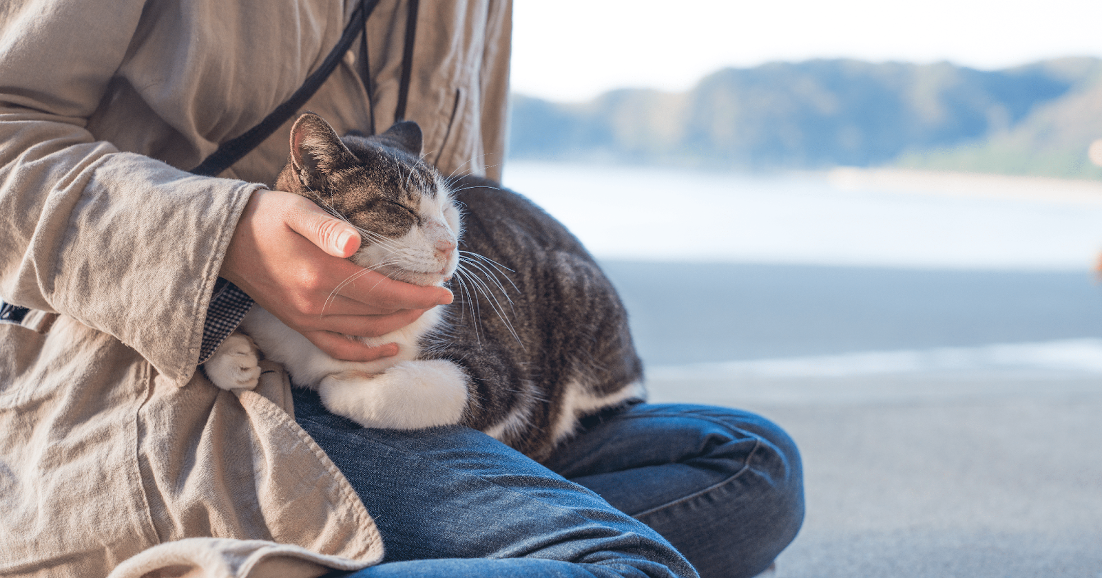 FELIWAY | July 2022 | Is Your Cat Sociable or Independent? Understand Your Cat’s Social Needs-3