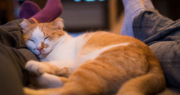 sleepy cat feliway optimum