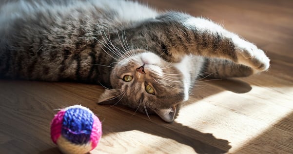 international cat day feliway optimum