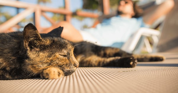 cat sunbathing on patio