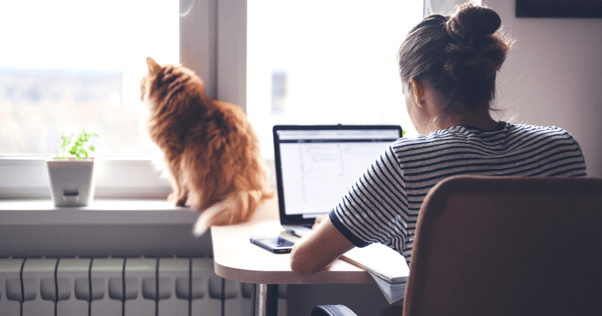 gato mirando por la ventana mientras la mujer está trabajando en una computadora portátil feliway óptimo
