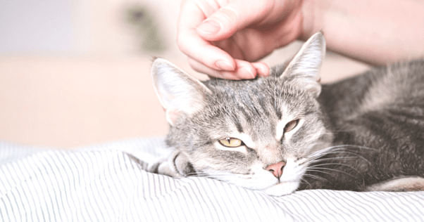 cat being rubbed feliway optimum