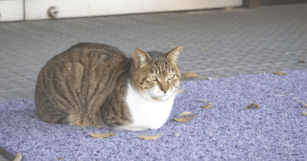 gato acostado en una alfombra