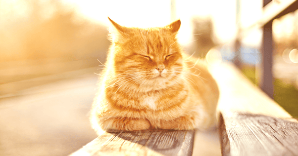 cat laying on bench in the sunlight