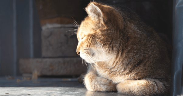 cat basking in the sunlight 