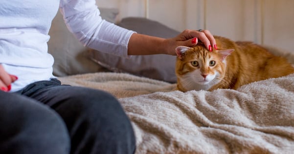 Cat fears