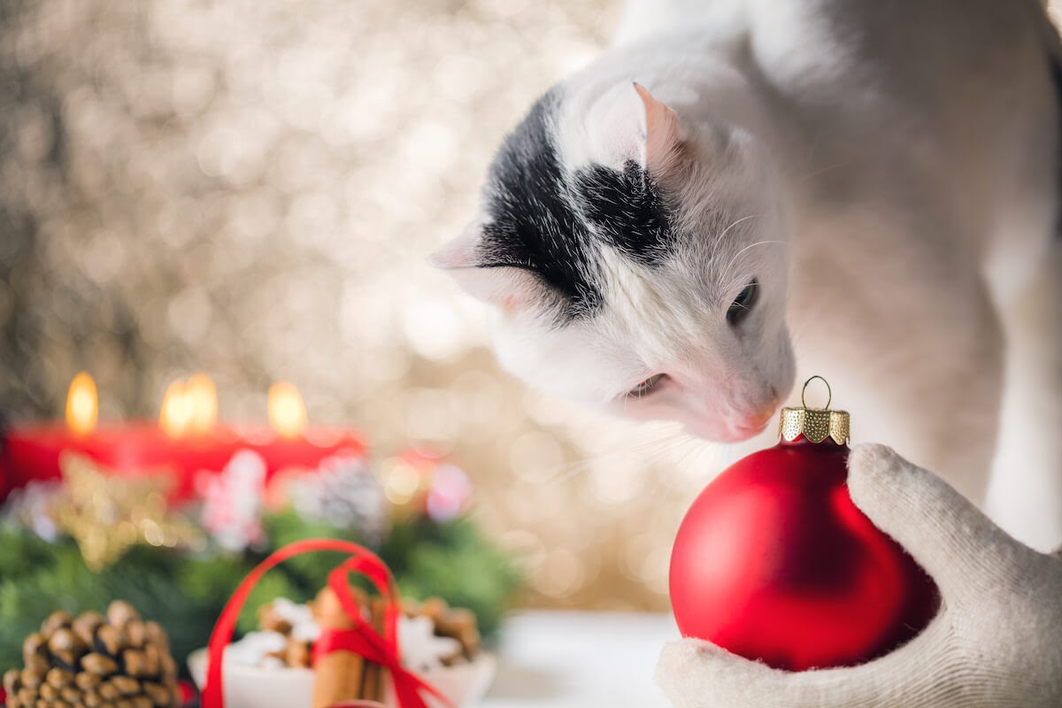 Les Meilleurs Cadeaux pour Votre Chat