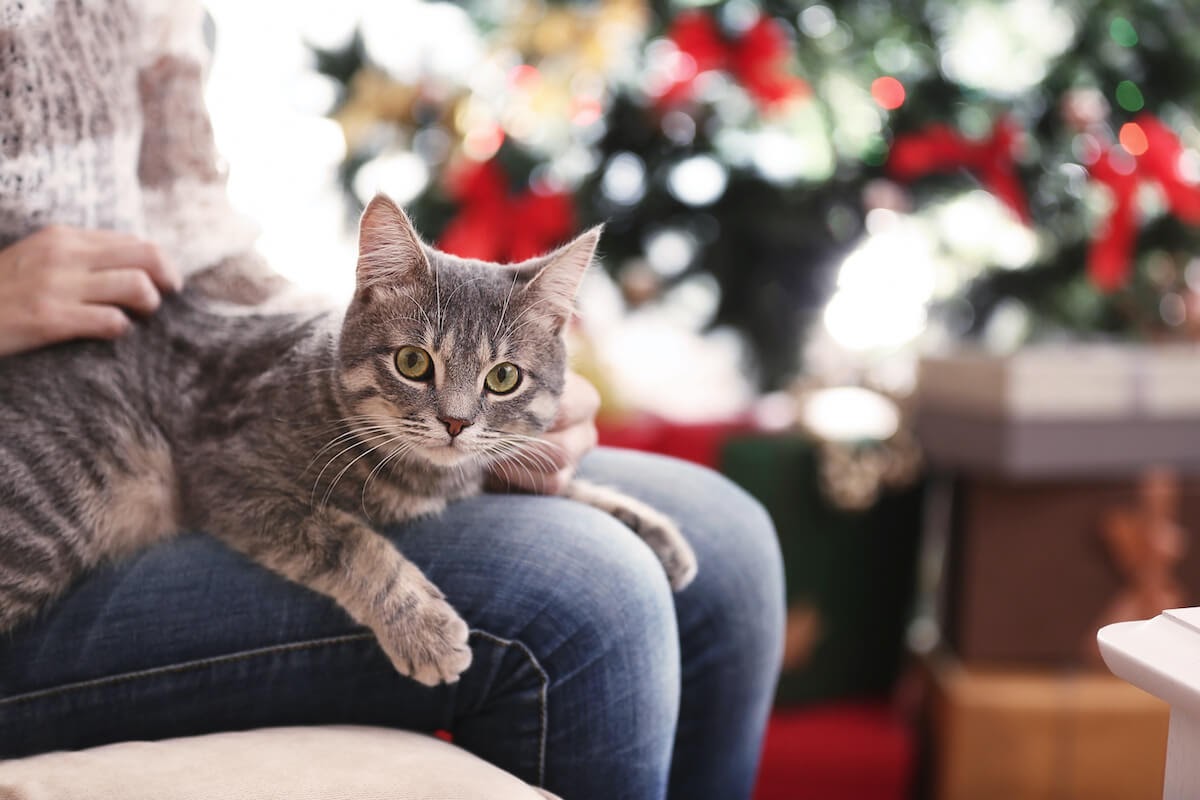 les chats apprécient aussi les cadeaux fait maison : puzzle feeder, herbe à chats ou biscuits !