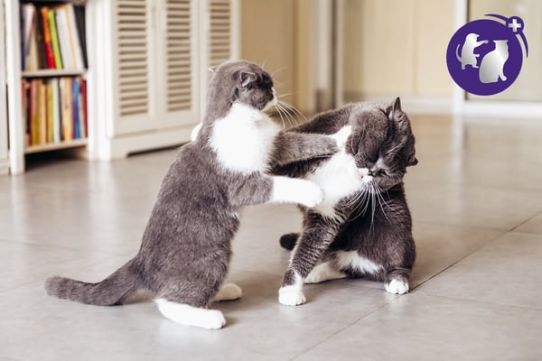 cats fighting FELIWAY Optimum