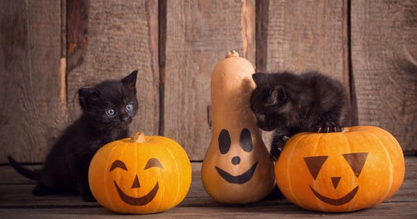 cats on pumpkin feliway halloween tips