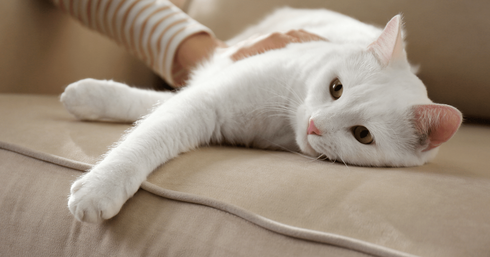 FELIWAY | Oct 2022 | 12 More of Your Happy Cat Stories-1