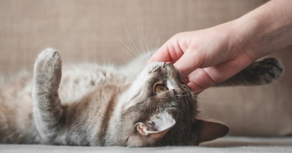 Katt som ligger på rygg och blir klappad