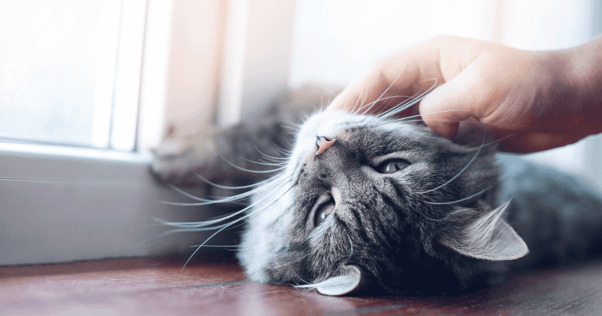 Cat Adoption: A Guide to Bringing Home an Adult Cat