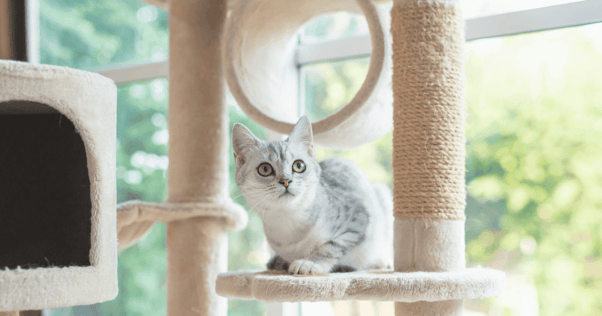 Cat Adoption: A Guide to Bringing Home an Adult Cat