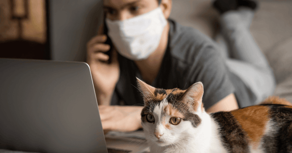 cat and owner laying on bed on laptop feliway