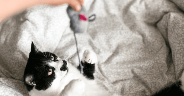 gato jugando con juguete de ratón