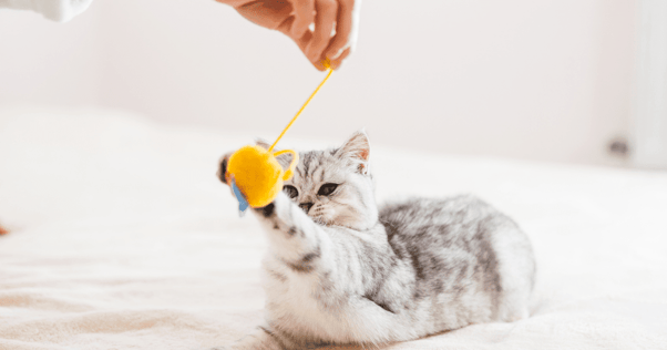 cat playing with toy