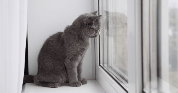 Katt tittar ut genom fönstret