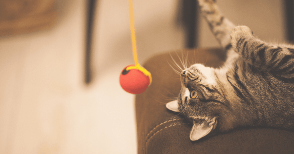 Katt som leker med en boll i ett snöre