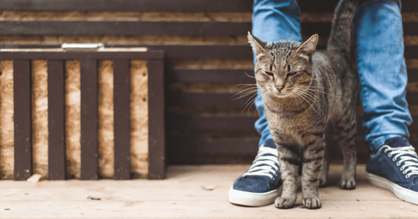 conexión humana con el gato FELIWAY óptimo
