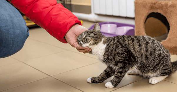 cat getting rubbed