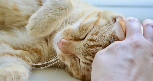 Cat and headbutt