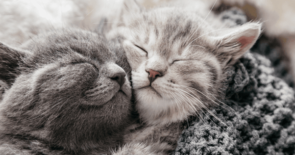 dois gatos cinzentos a dormir juntos
