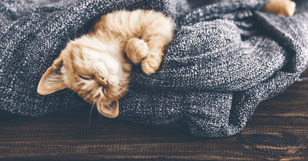 cat napping FELIWAY Optimum
