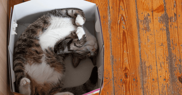 cat napping in box