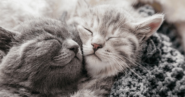 two cats napping