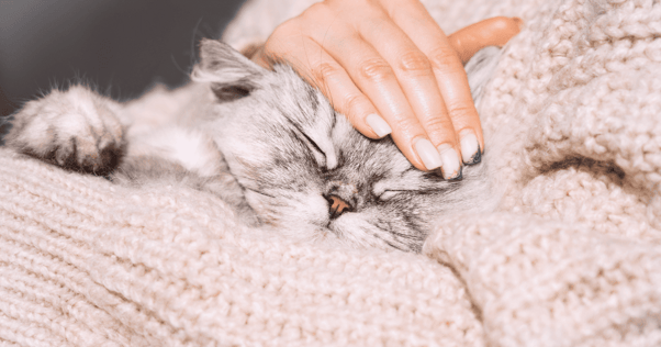 cat sleeping in lap feliway