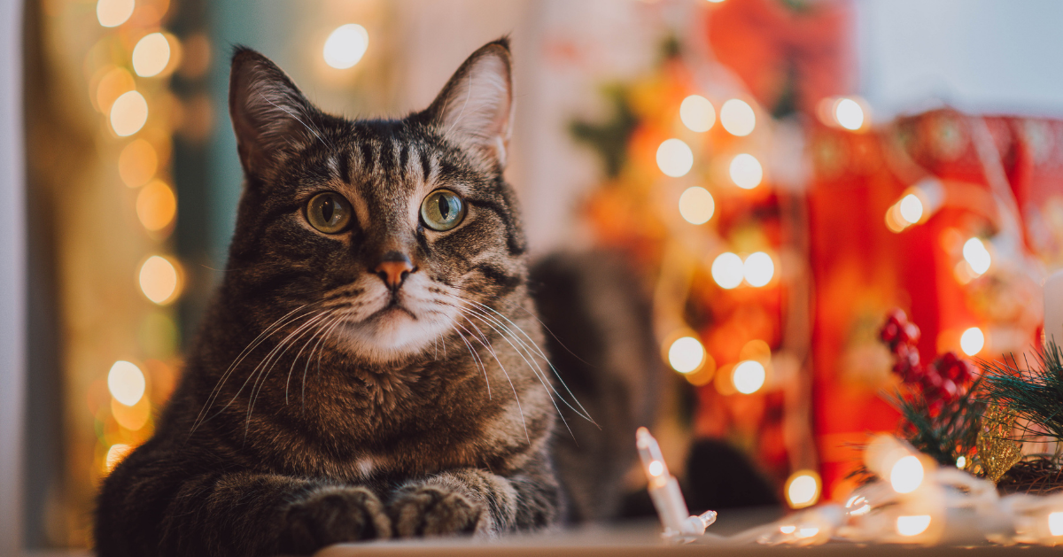 chat calme à côté d'un arbre de noël