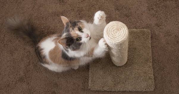 cat scratching post feliway optimum