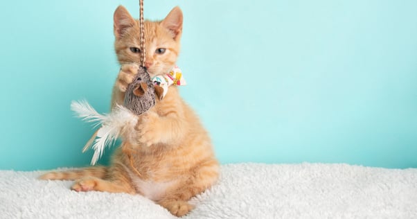 ginger cat playing with feather toy