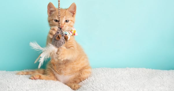 cat playing with toy