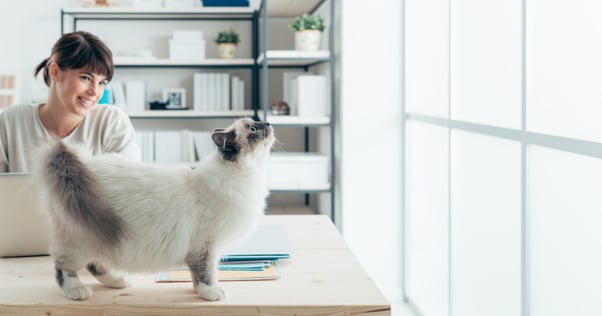 cat on top of desk looking out of the window feliway