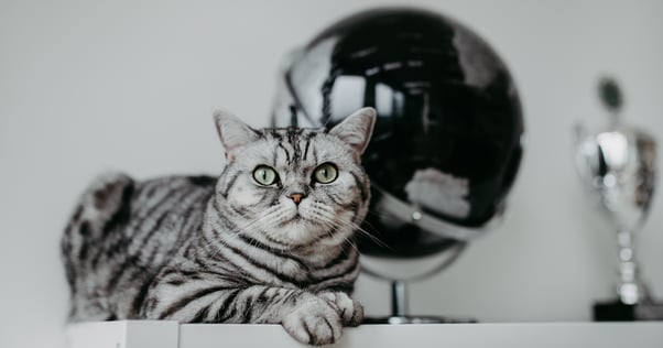 cat sitting on desk feliway