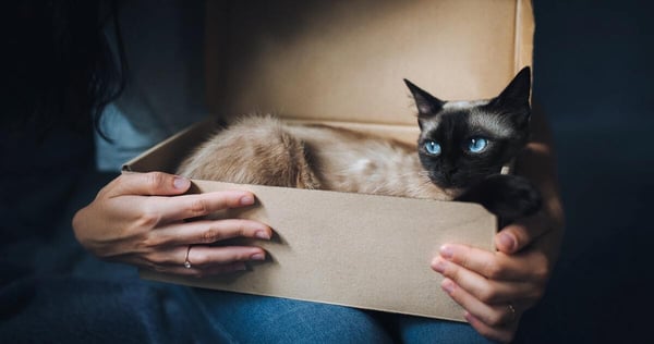 i gatti e le scatole di cartone