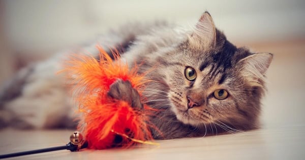 I consigli per chi lavora in smart working con un gatto in casa